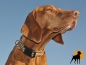 Preview: EQuest 4 Dogs Halsband Regular 25mm, Gr.2, Tobago