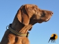 Preview: EQuest 4 Dogs Halsband Regular 25mm, Gr.2, Espresso