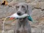 Preview: Dokken Dead Fowl Trainer Stockente, klein