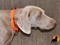 Preview: Flash Sicherheitshalsband, 25mm x 40-55cm, signalorange