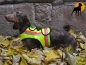 Preview: Hundewarnweste Classic mit Rückenöffnung, Gr. 0, Signalgelb