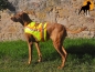 Preview: Akah Nylon Hundewarnweste mit Rückenöffnung, Gr. 3 (Stöberhunde), Signalgelb