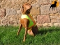 Preview: Akah Nylon Hundewarnweste mit Rückenöffnung, Gr. 3 (Stöberhunde), Signalgelb