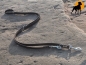 Preview: HWP Biothane Grip Doppelführleine 4-fach, 13mm x 250cm