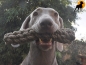 Preview: Jute-Bringsel, geknotet, 27cm x 5,5cm