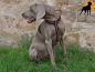 Preview: Trixie Fusion Kreuzgeschirr mit Neopren-Polsterung, Gr. L