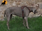 Preview: Trixie Fusion Kreuzgeschirr mit Neopren-Polsterung, Gr. L-XL