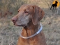 Preview: Flash Leuchtring Gr.2, M-L, 50cm, Rot