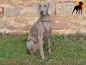 Preview: HWP Biothane Coated Rope Retrieverleine 130cm x 6mm, o.Stop