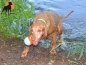 Preview: Chuckit! Sharkball 6,5 x 15cm