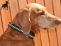 Preview: Halsband Nylon Muster AluMax, Schwarz Reflect