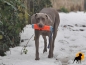 Preview: Chuckit! Amphibius Bumper Dummy 23x5cm, signalorange