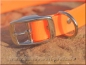 Preview: Biothane Gold Transculent Halsband mit Dornschnalle rund, Breite: 19mm