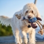 Preview: Hunter Hundespielzeug Canvas Sansibar Rantum Hummer 21 cm (43 cm Gesamtlänge)