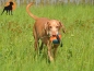 Preview: Nylon Outdoor-Spielball mit Wurfschlaufe, 15cm