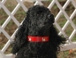Preview: Lederhalsband "Westie", Rot