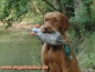 Preview: Dokken Deadfowl Trainer Stockente, groß