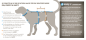 Preview: annyX Suchhund-Geschirr, leuchtorange/braun