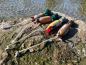 Preview: Dokken's Dead Fowl Puppy Taube, ca. 100g