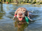 Preview: Dokken's Puppy Mallard Stockente, ca. 100g