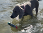 Preview: Dokken's Puppy Mallard Stockente, ca. 100g