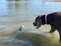 Preview: Dokken's Puppy Mallard Stockente, ca. 100g
