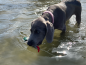 Preview: Dokken's Puppy Mallard Stockente, ca. 100g