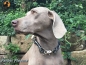 Preview: Tauwerk Halsband G2 Snap Sport 12mm, mit Schnellverschluß, Beschläge vernickelt
