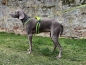 Preview: annyX Suchhund-Geschirr, leuchtgelb/grau