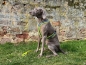 Preview: annyX Suchhund-Geschirr, leuchtgelb/grau