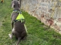 Preview: annyX Suchhund-Geschirr, leuchtgelb/grau