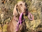 Preview: HWP Moxonleine mit Zugstop, Handmade, 6mm x 130cm, Hot-Pink