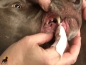 Preview: Trixie Dental Care Zahnpflege (50 Stk.)