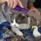 Preview: Kong Zoom Groom Haarpflegebürste für Katzen