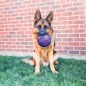 Preview: KONG® Flexball Ø = 15 cm