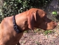 Preview: HWP Fettleder Maßhalsband Hegewald 18mm, mit ClicLock