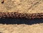 Preview: G1 Tauwerk Doppelführleine 3-fach verstellbar, 9mm x 230cm, Scharz/Terracotta