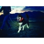 Preview: Nite Dawg LED Dog Collar, Gr.2 ca. 33-46cm, Orange - Kopie
