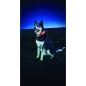 Preview: Nite Dawg LED Dog Collar, Gr.2 ca. 33-46cm, Orange - Kopie