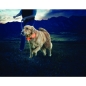 Preview: Nite Dawg LED Dog Collar, Gr.3 ca. 46-68cm, Orange - Kopie - Kopie