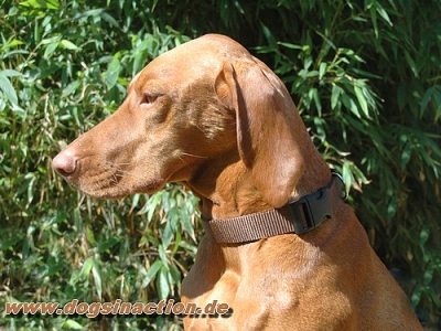 Halsband Dogstyle 25mm, Dunkelbraun