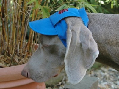 Hundecappy Blau