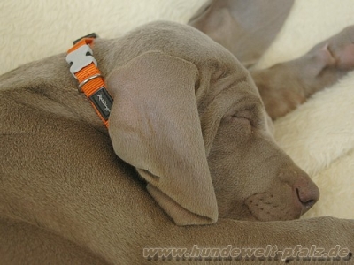 Red Dingo Halsband 12mm, orange