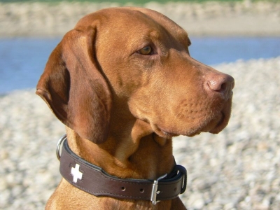 Hunter Lederhalsband Swiss, 50cm
