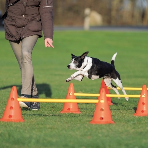 Dog Activity Hindernis Set, 2 Hindernisse, Gr.2