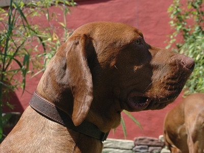 Kunstlederhalsband Dogstyle 40-65cm, Braun