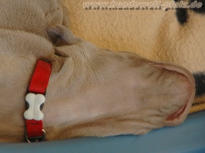 Red Dingo Halsband 12mm, rot