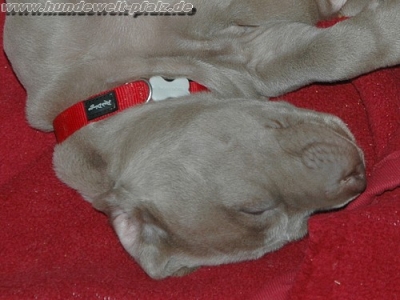 Preview: Red Dingo Halsband 12mm, rot