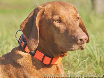 Art Sportiv Plus Sicherheitshalsband 25mm, Signalorange