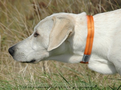 Halsband Soft-Grip, 25mm, Orange